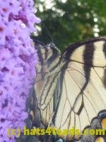 /home//u458753944/public_html/sourcegallery//////////Insects and small critters/butterflies and moths (Lepidoptera)/P1140370.JPG